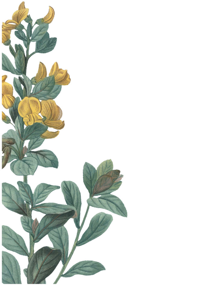 Words Into Actions for Egalitarian Archival Practice: Digitisation of the Herbarium (BIA)